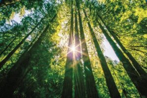 Muir Woods & Sausalito Tour - Muir Woods National Monument: what 1 hour of redwoods really gives you