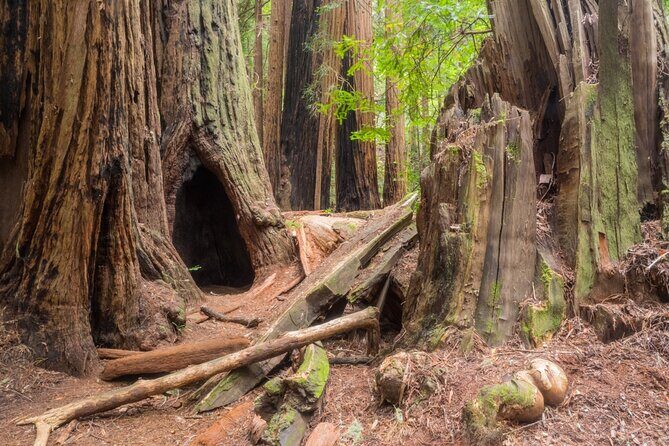 Muir Woods Self-Guided Driving and Walking Audio Tour - Price and value: why $16.99 can work for small groups