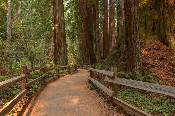 Muir Woods Self-Guided Driving and Walking Audio Tour - Muir Woods Road: coastal redwoods, conservation, and wildlife spotting