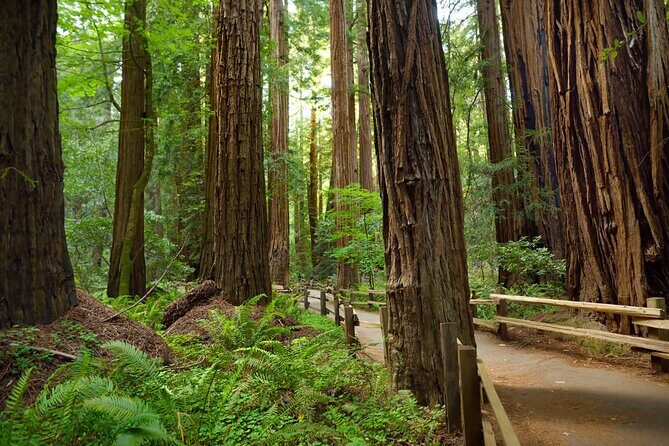 Muir Woods Self-Guided Driving and Walking Audio Tour - Walking portion tips: headphones, pauses, and not missing the cue
