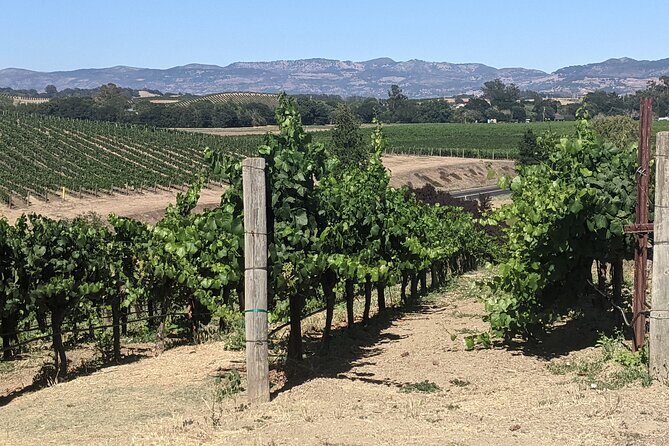 Napa and Sonoma Valley Wine 6 hour Tour from San Francisco - Staying on Time: Pickup, Traffic, and a 6-Hour Reality Check