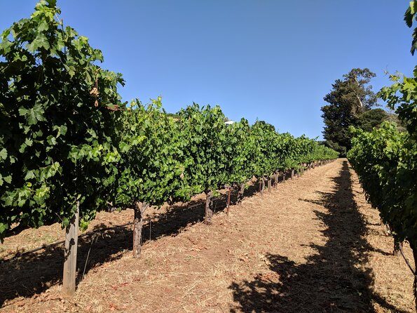Napa and Sonoma Valley Wine 6 hour Tour from San Francisco - What to Bring (and What to Do Before You Go)