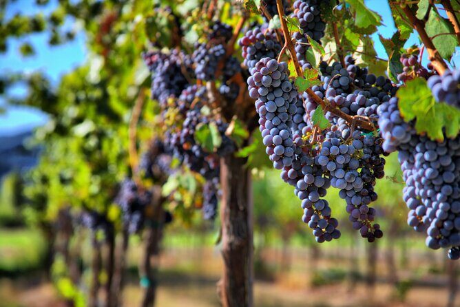 Napa or Sonoma Private Wine Tour from San Francisco - Private Napa or Sonoma: what you’re really paying for