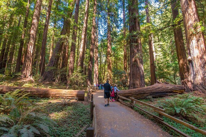 Official Alcatraz Tour with SF City, Muir Woods & Sausalito - Meeting up at Dylan’s Tours and the flow of the day