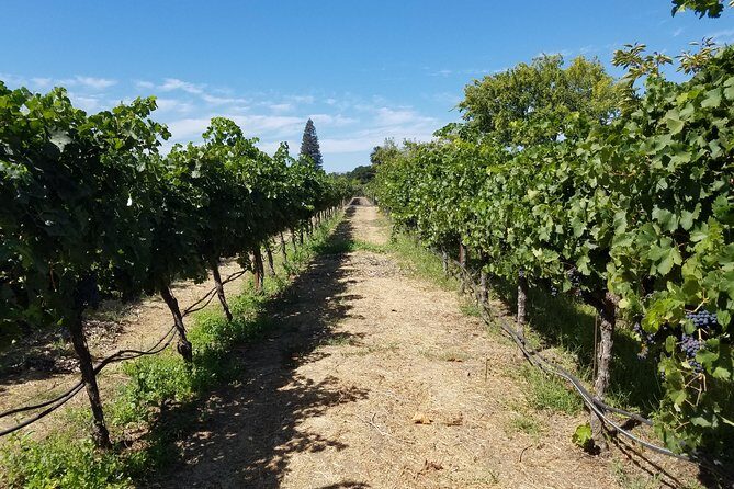 Private Full-Day Napa Wine Tour in a Luxury Vehicle - A Luxury Napa Wine Day From San Francisco That’s Actually Manageable