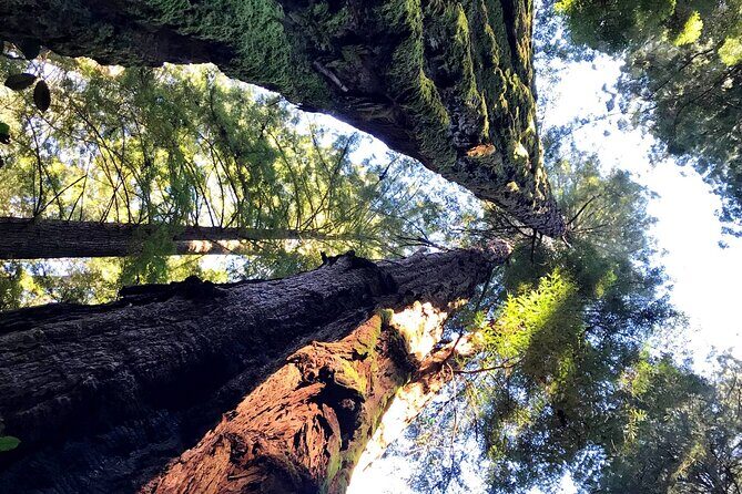 Private Full-Day San Francisco City Tour with Muir Woods (Max 6) - Golden Gate Bridge photo circuit plus Marin Headlands timing