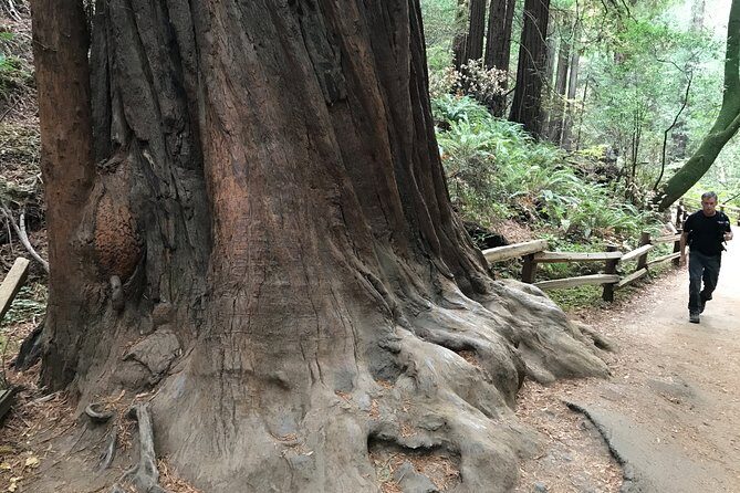Private Muir Woods and Sausalito Half Day Tour - Private Van Time: Getting Out of San Francisco Without Stress