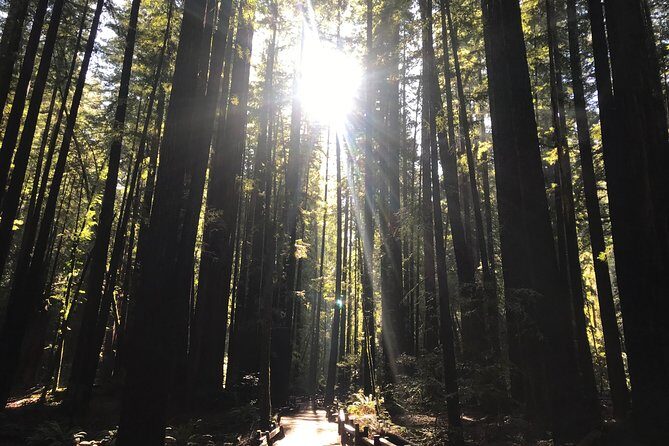 Private Muir Woods and Sausalito Half Day Tour - Price and Value for a Group Up to 13