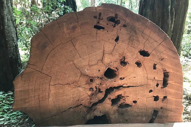 Private Muir Woods and Sausalito Half Day Tour - Who This Tour Fits Best (and Who Should Reconsider)