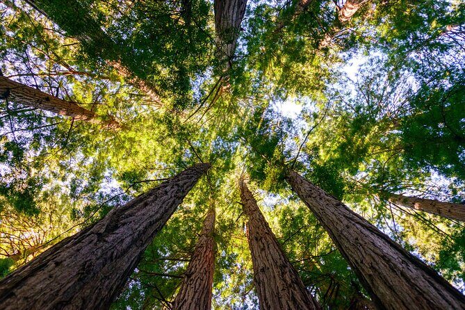 Private San Francisco City Tour and Muir Woods with Sausalito - Price and value: $390 per person for one packed day