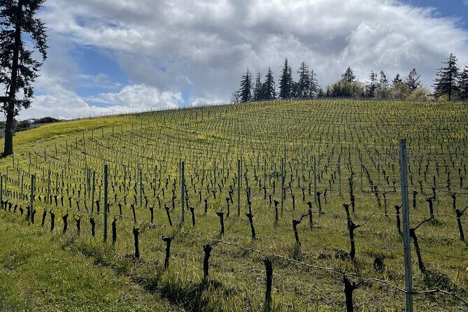 Private Sommelier-led Sonoma or Napa Wine Country Tour in VW Van - Key points worth knowing before you go