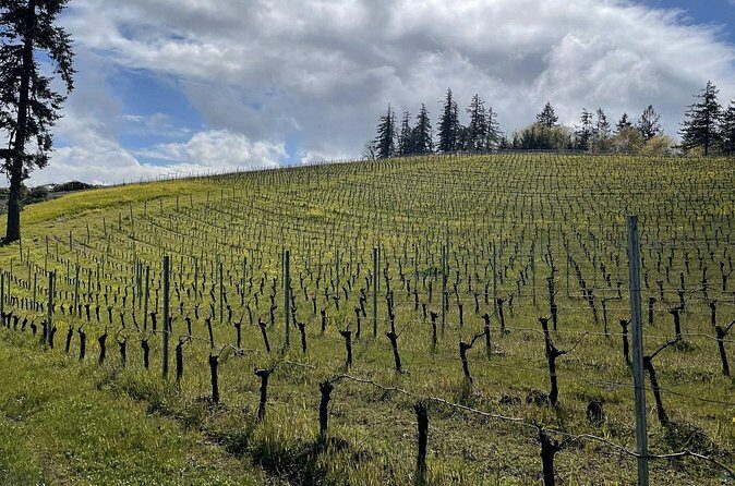 Private Sommelier-led Sonoma or Napa Wine Country Tour in VW Van - Transportation and comfort: electric VW van for a small group