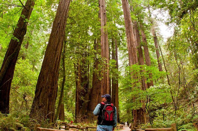 Redwoods of Marin and Mt. Tamalpais Walking Tour with Local Guide - Key Highlights You’ll Care About