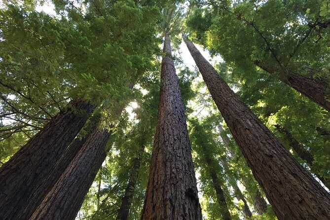 Redwoods of Marin and Mt. Tamalpais Walking Tour with Local Guide - What to Bring: Shoes, Pack Lunch, and a Sensible Water Plan