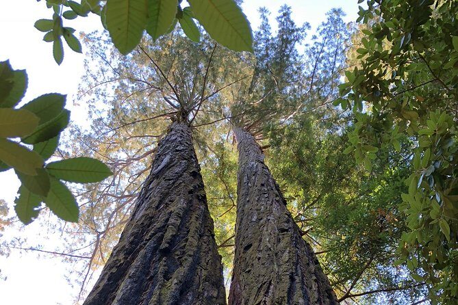Redwoods of Marin and Mt. Tamalpais Walking Tour with Local Guide - Who This Redwoods of Marin and Mt. Tamalpais Walk Is Best For