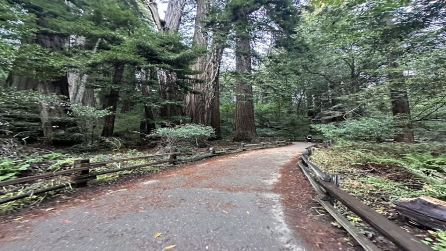 San Francisco: Alcatraz, Muir Woods and Sausalito Day Tour - Sausalito waterfront time: photos, charm, and a reality check