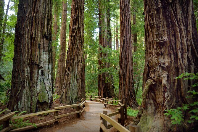 San Francisco: Full Day Coastal Redwoods & Wine Country Tour - Key highlights worth planning around