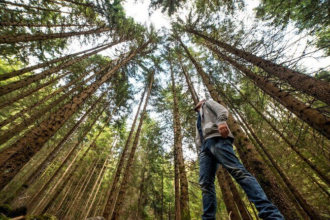 San Francisco: Full Day Coastal Redwoods & Wine Country Tour - Armstrong Redwood State Reserve: 90 minutes that actually lets you walk
