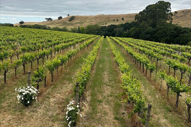 San Francisco: Full Day Coastal Redwoods & Wine Country Tour - What the bus guide adds: smooth timing, photo stops, and good energy