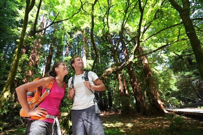San Francisco: Full Day Coastal Redwoods & Wine Country Tour - The driving-free win: you enjoy the wine, not the logistics