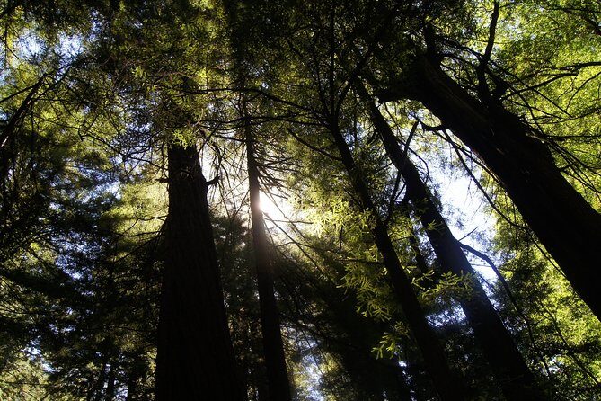 San Francisco: Guided Muir Woods Tour & Hop-on Hop-off Bus Tour - Sunset Panoramic Tour: One Hour to Get Your Light Right