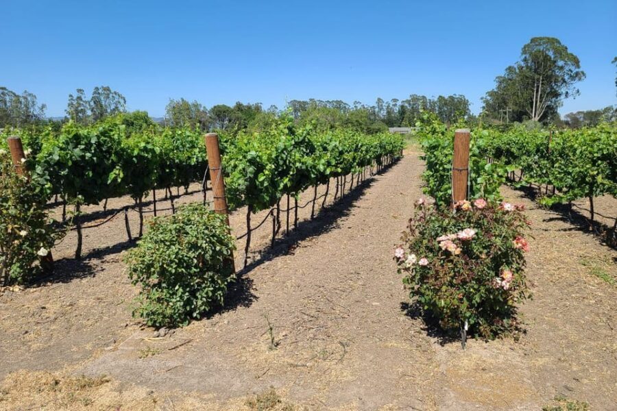 San Francisco: Half-Day Wine Tour with 2 Tastings Included - Should you book this tour? My decision guide