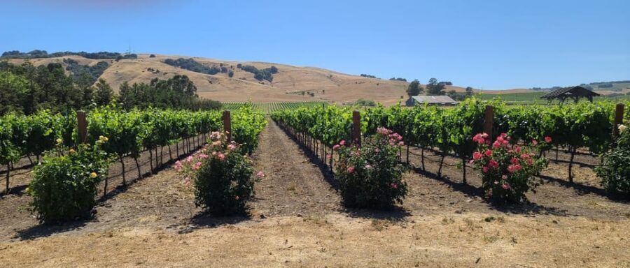 San Francisco: Half-Day Wine Tour with 2 Tastings Included - Stop 2 in Sonoma: when timing gets weird, do this