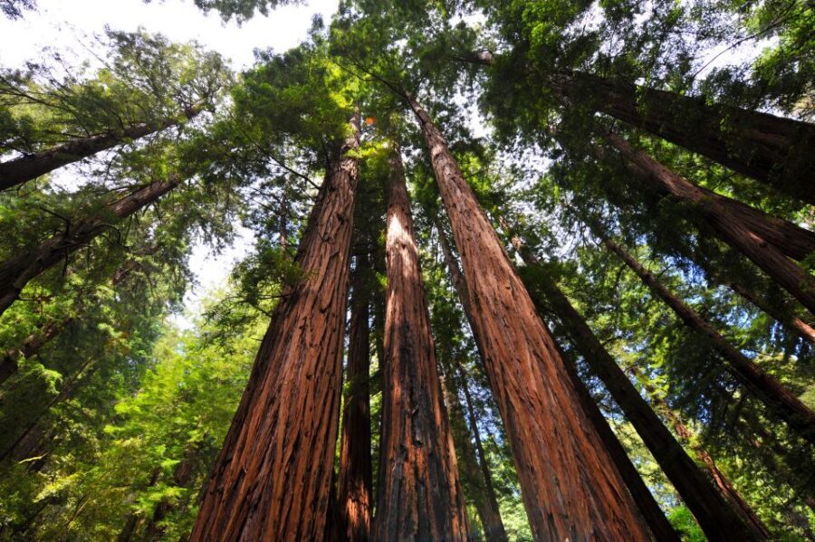 San Francisco: Hop-On Hop-Off + Muir Woods Tour - The Golden Gate Bridge Crossing: Open-Top Views Without the Hassle