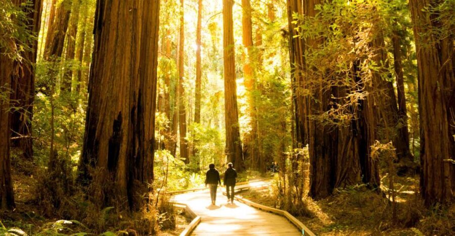 San Francisco: Hop-On Hop-Off + Muir Woods Tour - Arriving at Muir Woods: How to Choose Your Walk
