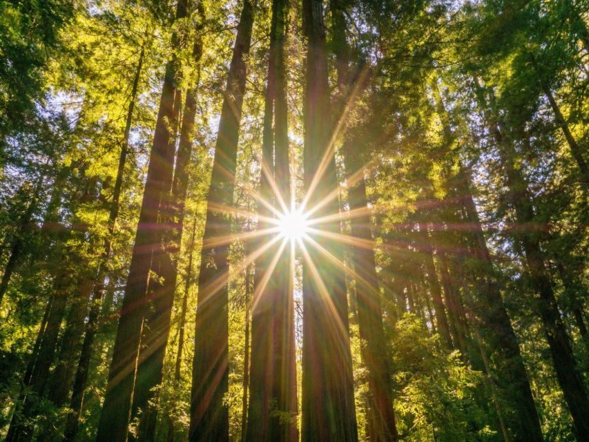 San Francisco: Hop-On Hop-Off + Muir Woods Tour - The Hop-On Hop-Off Part: Your 2-Day San Francisco Freedom Pass