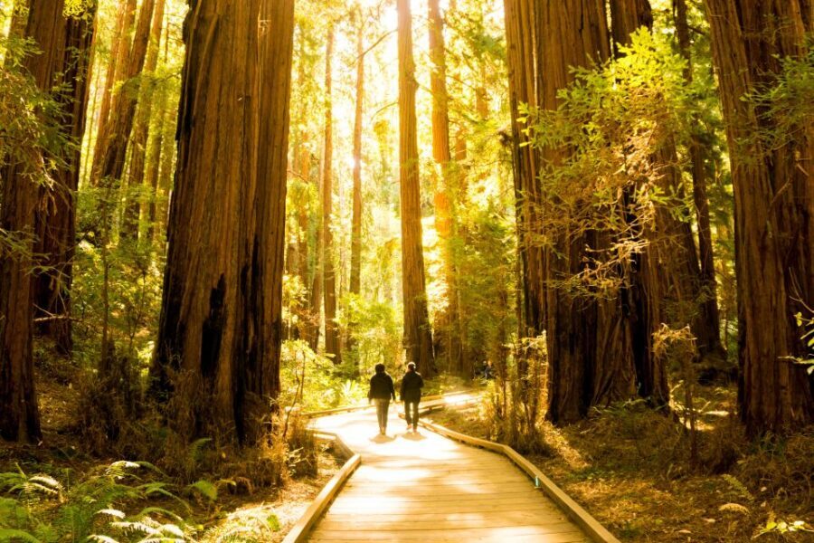 San Francisco: Hop-On Hop-Off + Muir Woods Tour - Waterfront and Pier 39: The Place to Start With Easy Wins