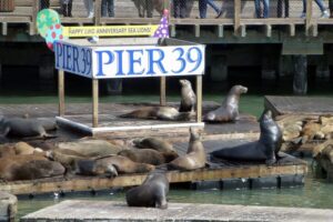 San Francisco: Hop-On Hop-Off Tour with Optional Night Tour - Catching Golden Gate Bridge Views and the Presidio Area