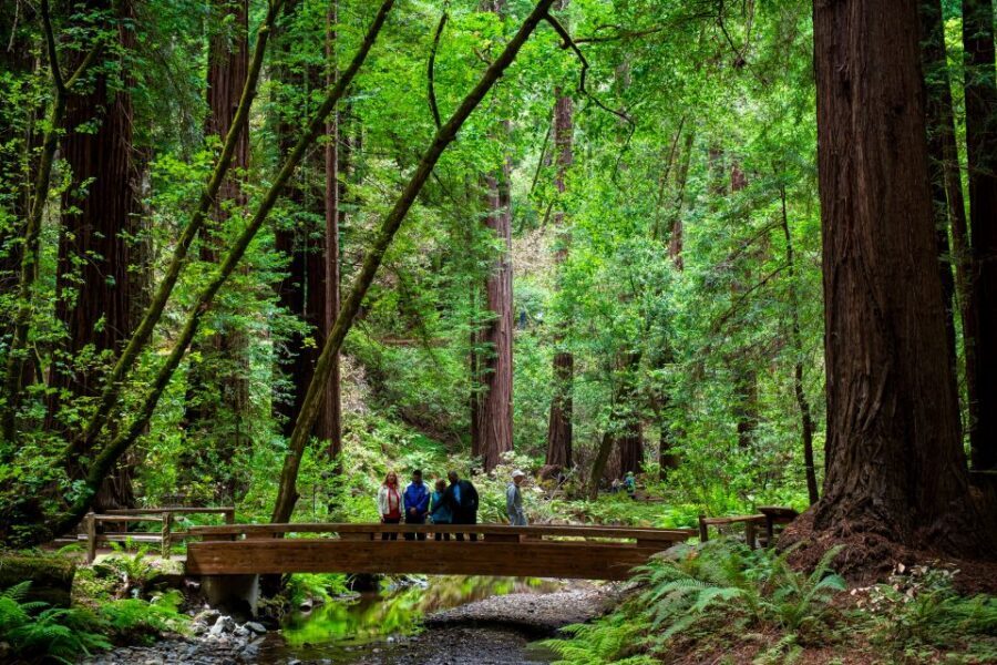 San Francisco: Muir Woods and Sausalito Tour with Admission - Optional Ferry Return: Bay Views Without the Rush