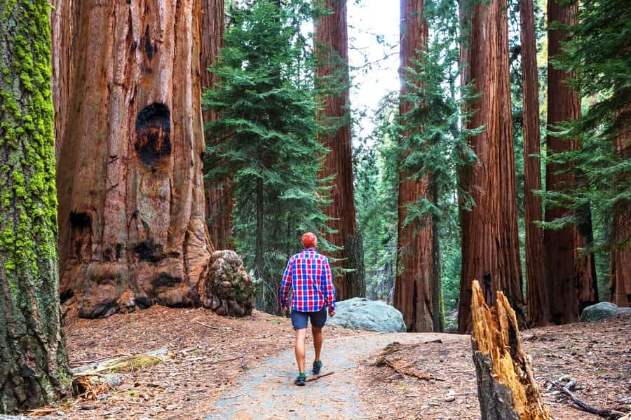 San Francisco: Muir Woods, Point Reyes, and Meadery Tour - Muir Woods National Monument: Walking Among Coastal Giants