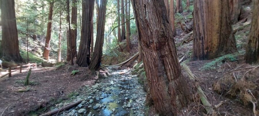 San Francisco: Muir Woods, Sausalito, & Alcatraz Night Tour - Time Gaps, Crowds, and How to Make the Schedule Work