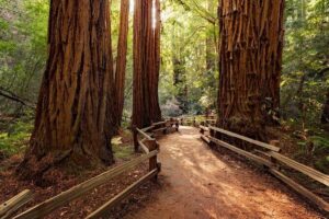 San Francisco, Muir Woods, Sausalito and optional Alcatraz tour - Starting in Little Italy and riding in a private minibus