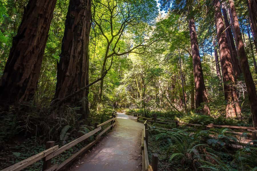 San Francisco: Muir Woods & Sausalito Tour w/Alcatraz Option - Optional Lombard Street and Coit Tower add-on