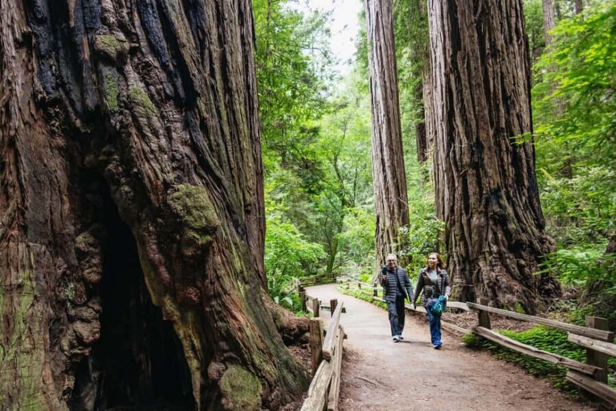 San Francisco: Muir Woods & Sausalito Tour with Ferry Option - The Sausalito Stop: 60 Minutes in a Coastal Town