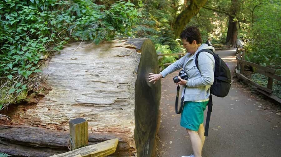 San Francisco: Muir Woods Tour & Golden Gate Bay Cruise - Key highlights you’ll feel right away