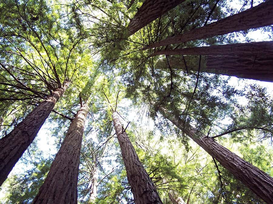 San Francisco: Muir Woods Tour & Golden Gate Bay Cruise - A smooth start from Fisherman’s Wharf (and why it matters)