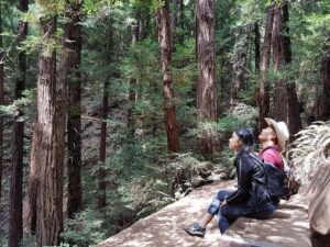 San Francisco: Muir Woods Tour & Golden Gate Bay Cruise - From the Golden Gate to the redwood canyon: the road trip vibe