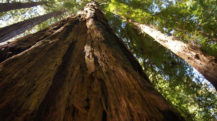 San Francisco: Muir Woods Tour & Golden Gate Bay Cruise - Walking Muir Woods: 1.5 hours among 1,000-year-old redwoods