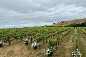 San Francisco: Napa & Sonoma Wine Tour & 24hr Hop-on Hop-off Tour - Price and value: what $169 buys you in real life