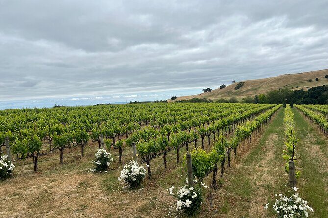 San Francisco: Napa & Sonoma Wine Tour & 24hr Hop-on Hop-off Tour - Price and value: what $169 buys you in real life