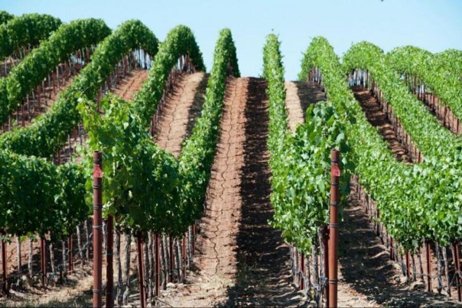 San Francisco: Napa Valley Half-Day Wine Tour with Tastings - Key highlights that make this tour worth your time