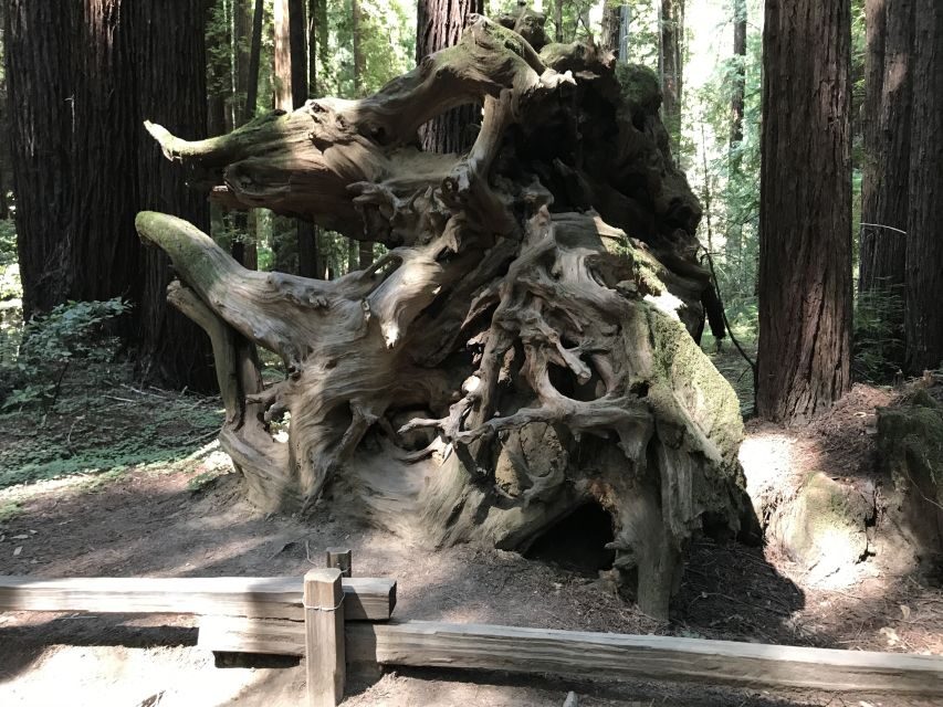 San Francisco: Private Muir Woods and Sausalito Tour - The Sausalito Hour: Bay Views, Small-Town Wandering, and Skyline Backdrops