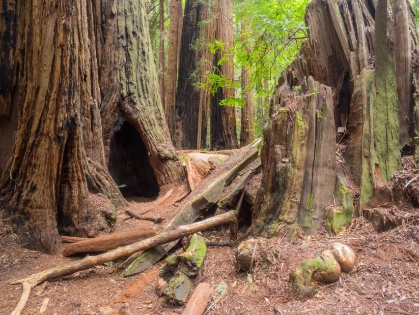 San Francisco: Private Muir Woods and Sausalito Tour - Van Comfort and Group Size: What Private Really Means Here