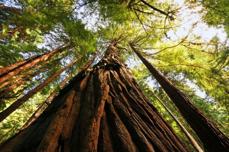 San Francisco: Private Muir Woods and Sausalito Tour - Price and Value: Is $599 Worth It?