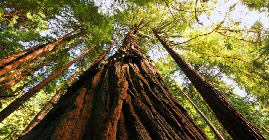 San Francisco: Private Muir Woods and Sausalito Tour - Muir Woods National Monument: How Your 1.5 Hours Plays Out