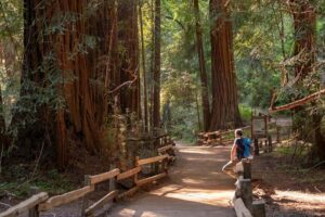 San Francisco: Redwood & Wine Country Tour with Lunch & Wine - Muir Woods National Monument: The One-Hour Redwood Reset